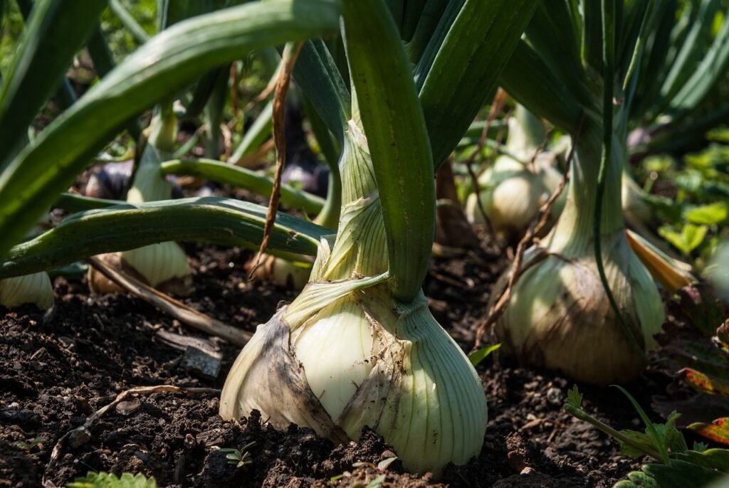 onion, garden, vegetables-1904495.jpg