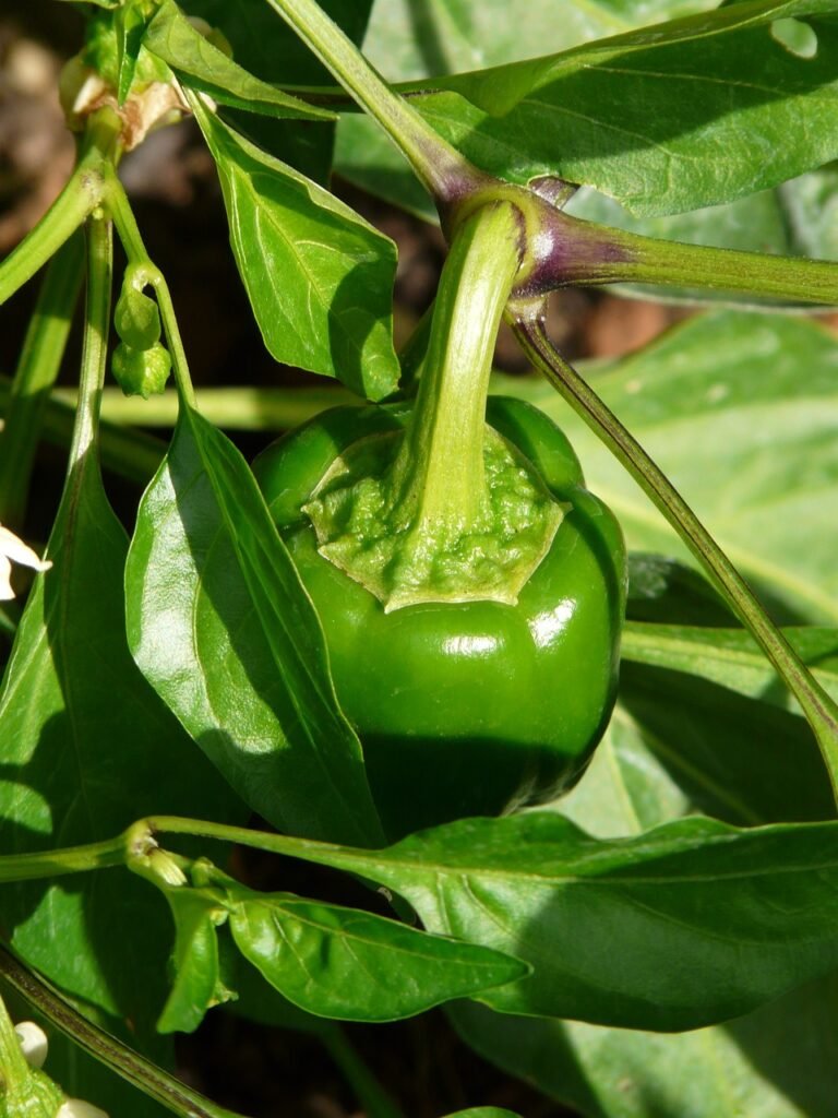 paprika, pepper plant, paprika bush-61727.jpg