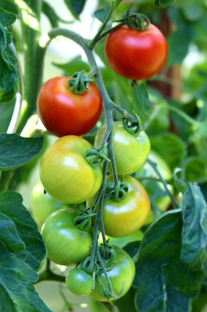 tomatoes, fruits, plant-6557067.jpg