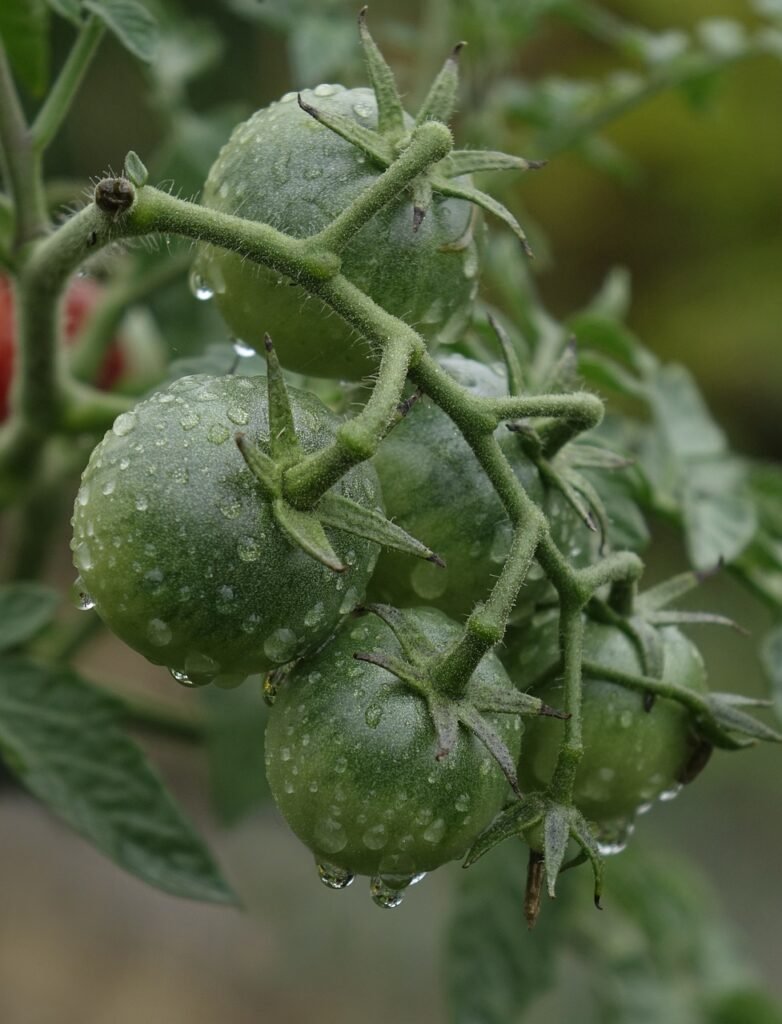 tomatoes, green, immature-7426160.jpg