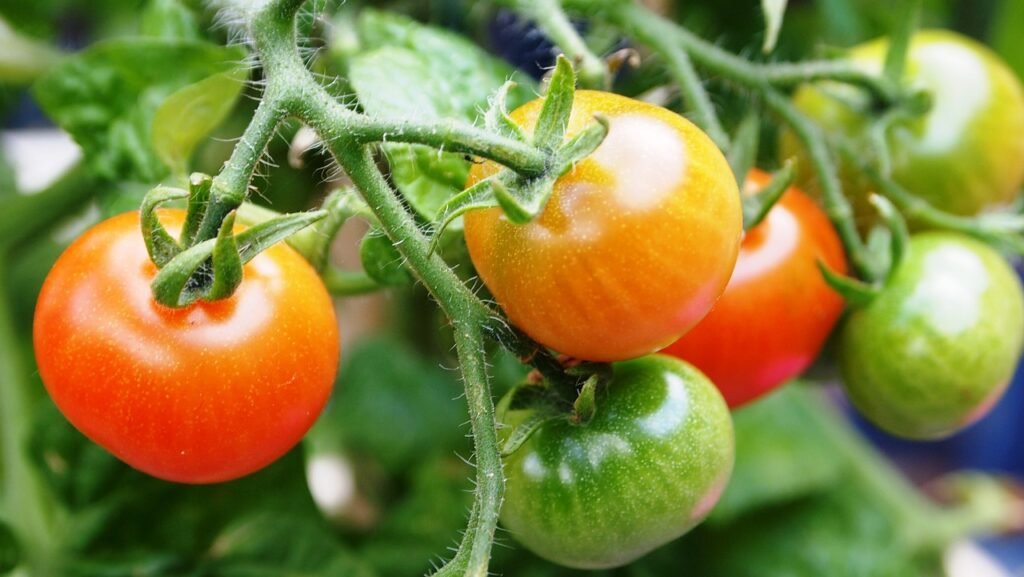 tomatoes, tomato plant, plant-711827.jpg