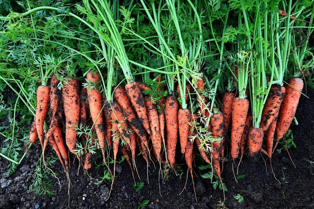 vegetables, carrots, food-5321670.jpg