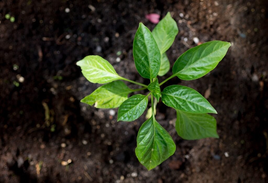 young, plant, paprika-2428783.jpg