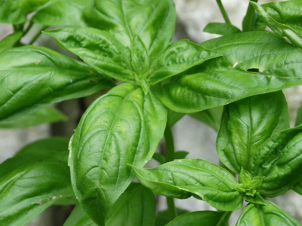 basil, herb, ingredient-2919560.jpg