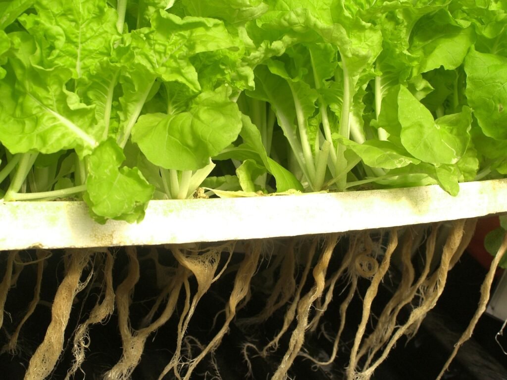 farm, market, hydroponic-1554307.jpg