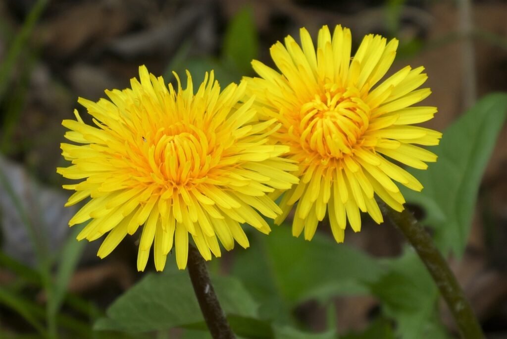 flowers, beautiful flowers, dandelion-7251892.jpg