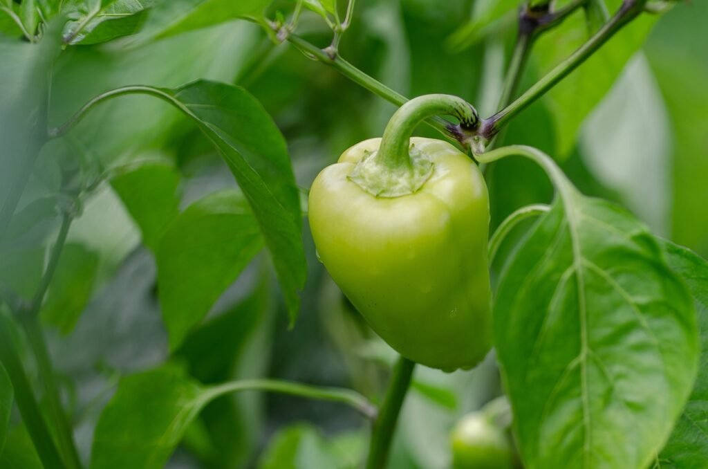 paprika, vegetables, vegetable garden-6586748.jpg