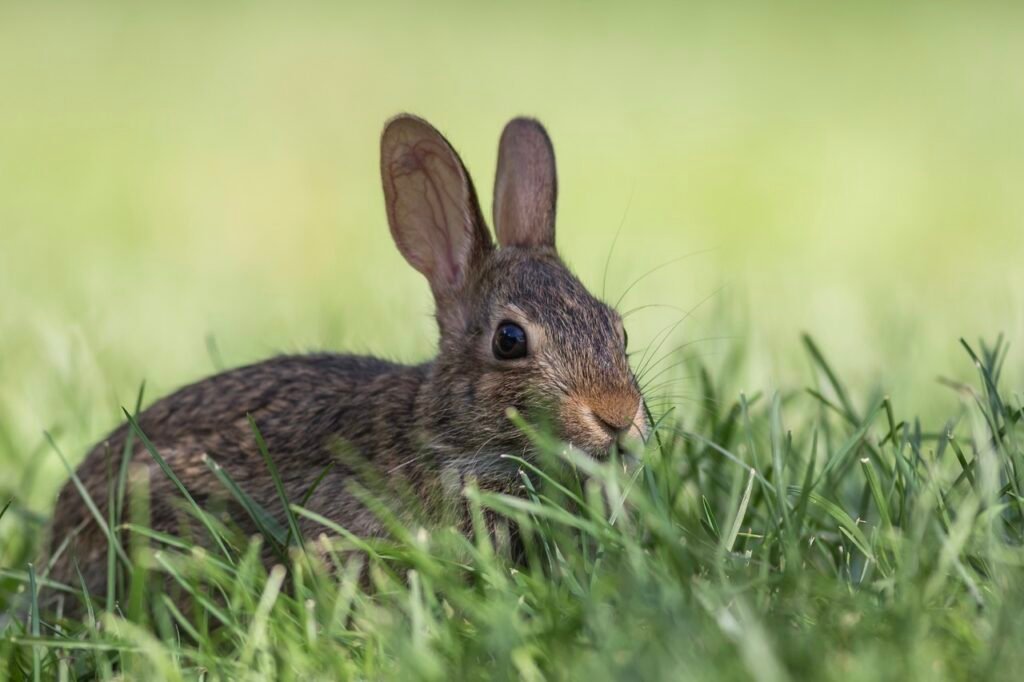 rabbit, bunny, animal-5736119.jpg