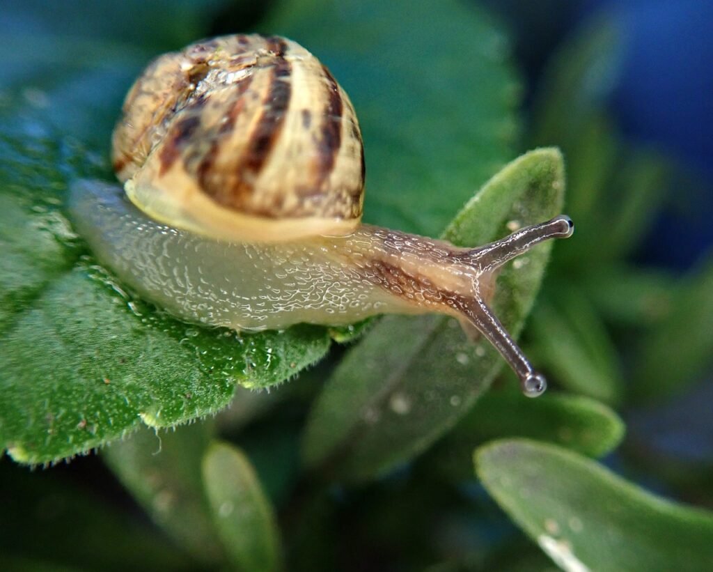 snail, insect, pest-4382819.jpg